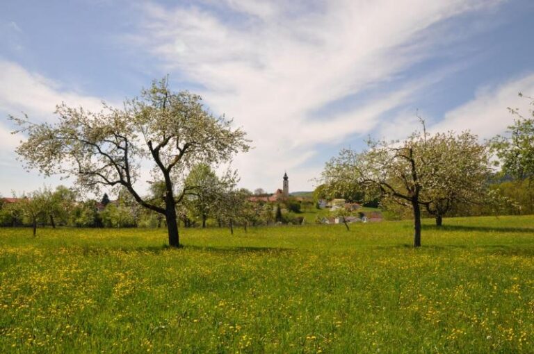 Streuobstwiese in Lalling mit Kirchblick Fotoautor: Thomas Büttner
