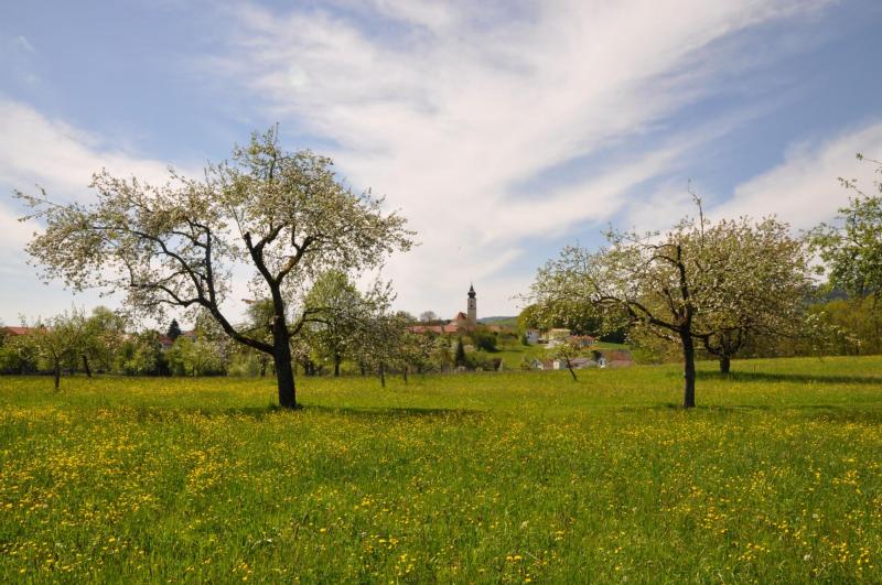 Streuobstwiese in Lalling mit Kirchblick Fotoautor: Thomas Büttner