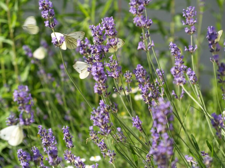 Lavendelwiese mit Schmetterlingen