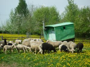 Schafe am Futtertrog auf einer Wiese