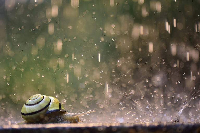 Schnecke mit Haus im Regen
