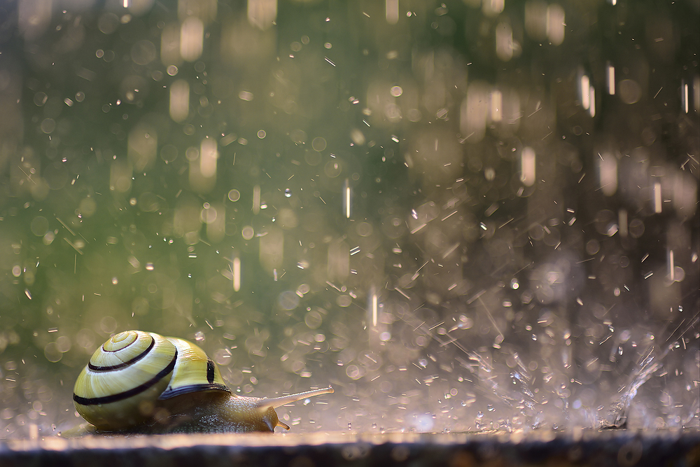 Schnecke mit Haus im Regen