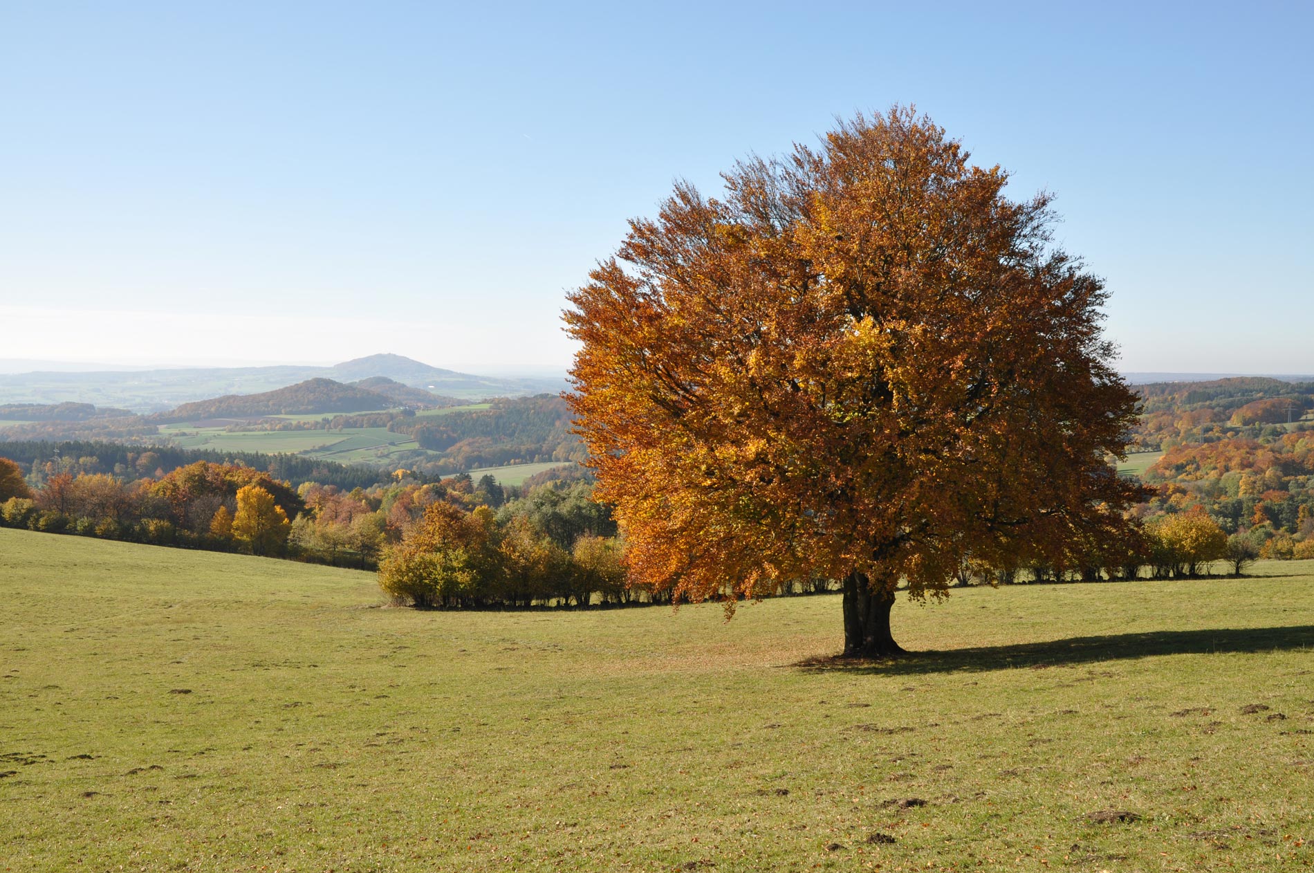 Baum auf grüner Wiese