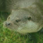 Der Fischotter als Geschäftsmodell – Interview mit dem Wildökologen Sven Herzog