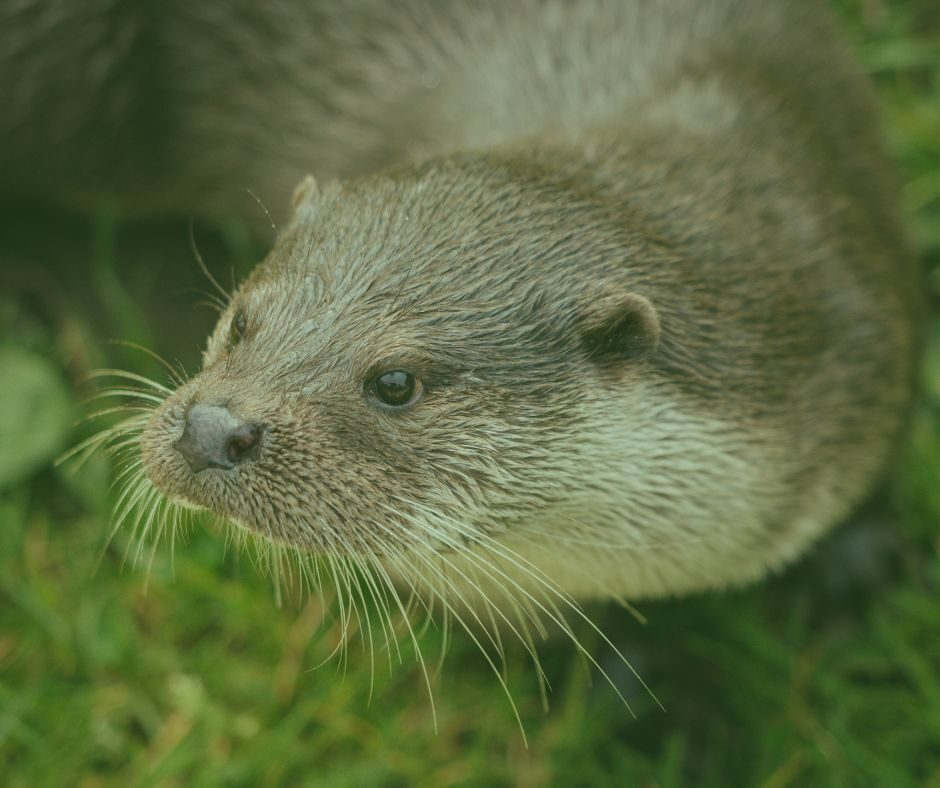 Fischotter von vorn hinter grünem Vordergrund auf Wiese.