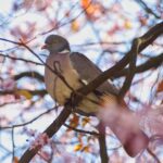 LIEDERLUST ♪ 58 – Der Woidtaubra