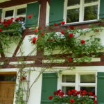 Hauswand mit Fenstern und darüber rankendem roten Rosenstrauch