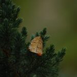 LIEDERLUST ♪ 59 – Goldnes Blatt vom Himmelsbaum