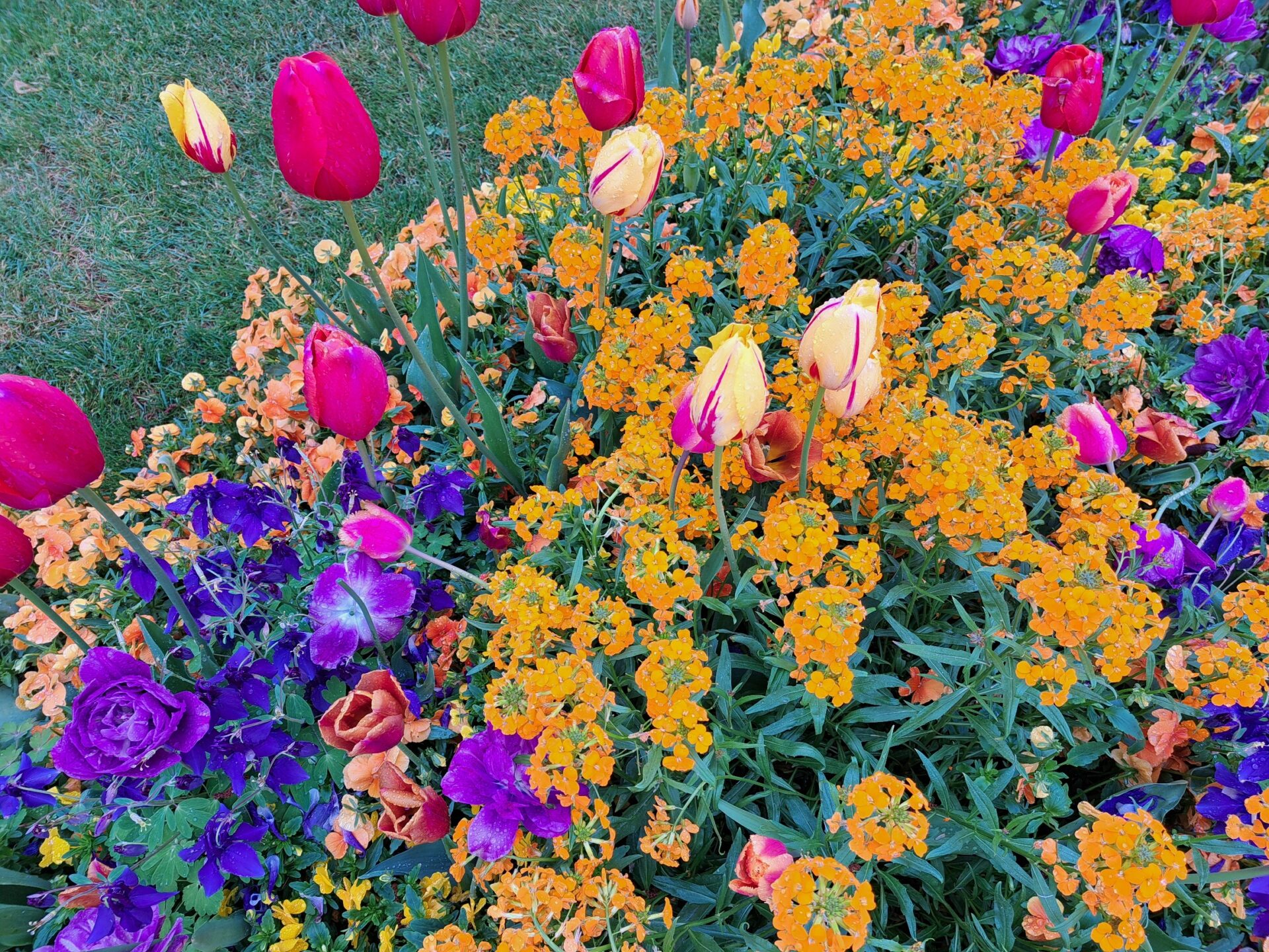 Blumenbeet mit verschiedenen bunten Blumen